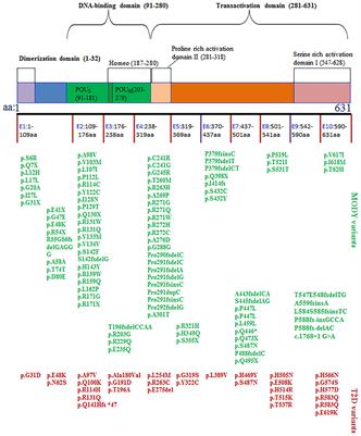 HNF1A：From Monogenic Diabetes to Type 2 Diabetes and Gestational Diabetes Mellitus